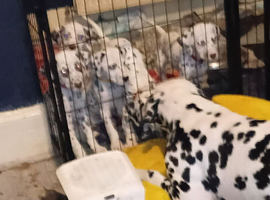 Six beautiful dalmatian puppies