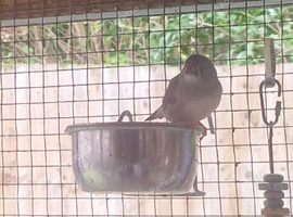 Zebra finch