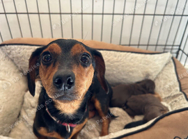 Miniature Dachshund x Jack Russell pups