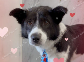Bertie is looking for his forever