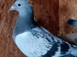 Racing pigeons