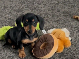 Adorable Dachshund Puppies &ndash; 2 Boys & 1 Girl &ndash; 7 Weeks Old