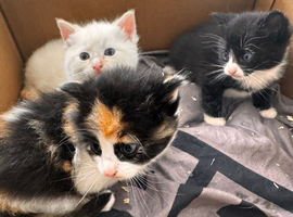Kittens