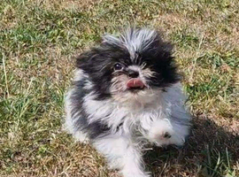 Pomeranian x shitzu. Boy. Fully vaccinated. Ready to go