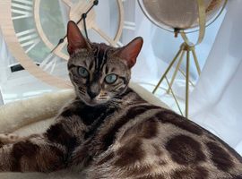 Bengal Tica Active Queen