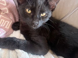 Savannah mix kitten