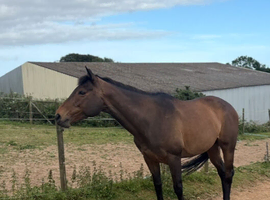 Stunning allrounder mare