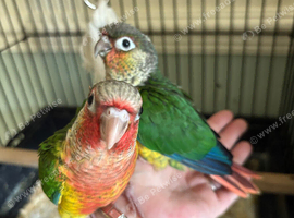 2 Green cheek Conures