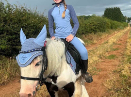 Cob 3years old gelding