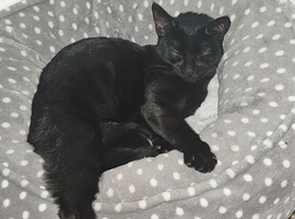 Cats for sale