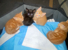 2 Ginger kitten&rsquo;s