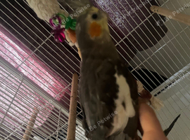 Baby hand reared cockatiels