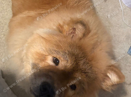 female chow chow- 9 month old- selling with no fault of her own