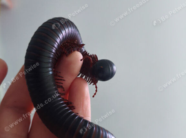 Male Giant African Milipede, Udon with Enclosure