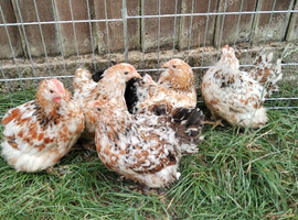 Young mottled pekins