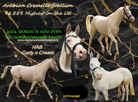 CREMELLO ARABIAN STALLION