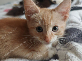 4 Kittens for Sale 3 Boys and one Tortoiseshell Girl