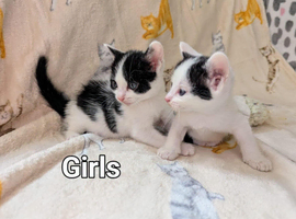 British Blue x kittens, flead/wormed/litter trained/socialised/   From &pound;80
