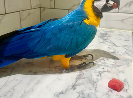 Tame blue and gold macaw