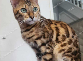 Indie the bengal boy