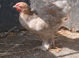 Beautiful young cocks pekin and pekin X