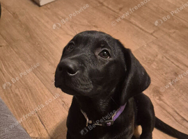 2 Labrador Puppies left