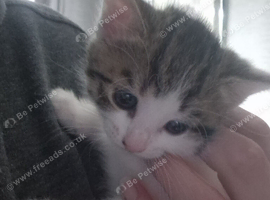5 tabby white and black white kittens