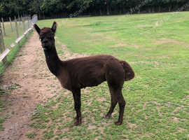 Herd sire modern grey alpaca male