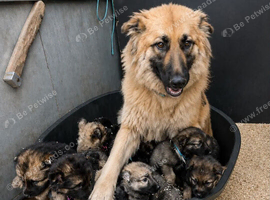 German shepherd puppies