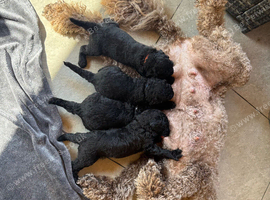 Labradoodle non shed puppies
