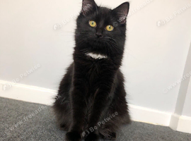 Half Maine coone cat for sale