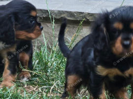 Extra special cavalier pups