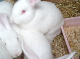 3 11 week old continental x flemish giant rabbits