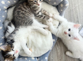 Fluffy Kittens!