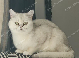 Silver tip british short