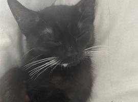 Female kitten on sale