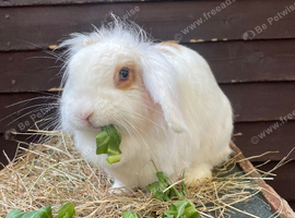 Beautiful Mini Lion Lop Female