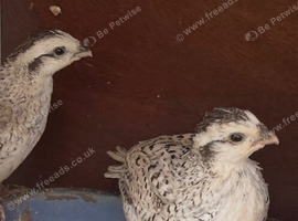 Snowflake Bobwhite Quail