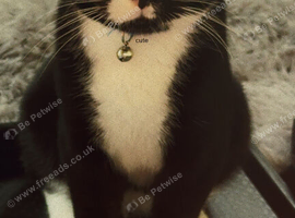 black and white 13 months old cat