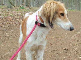Looking for a Female Cocker Spaniel x Saluki Puppy