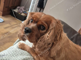 Special Ruby King Charles looking for new home due to owners seriousillness