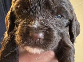 Puppies
