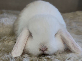 Stunning litter of mini lop bunnies looking for loving homes.