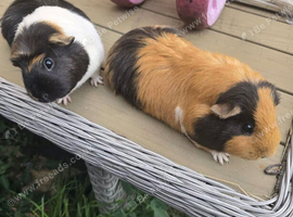 Here are my 2 female guinea pigs &pound;30 each