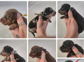 PRA CLEAR MINIATURE DACHSHUND PUPPIES