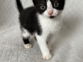 8 week old kittens 1 left boy oto