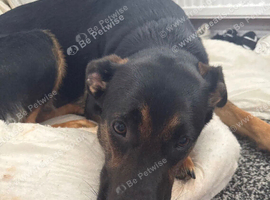 ASAP REHOMING Sheprador in Swansea