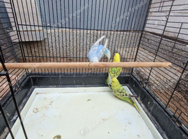 3x female budgies