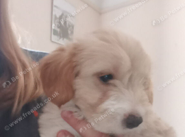 2 Cockapoo x Jack Russell Girls left