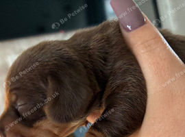 Puppies
